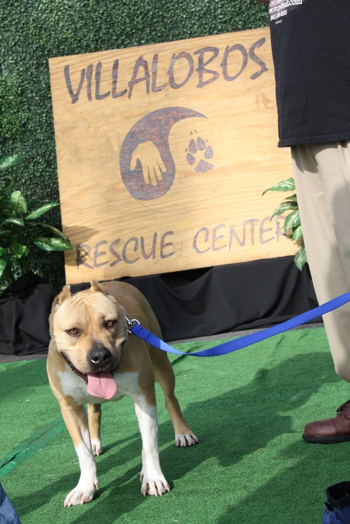 Animal Planet Pitbull Rescue Centers Small Paws Dog Rescue Small