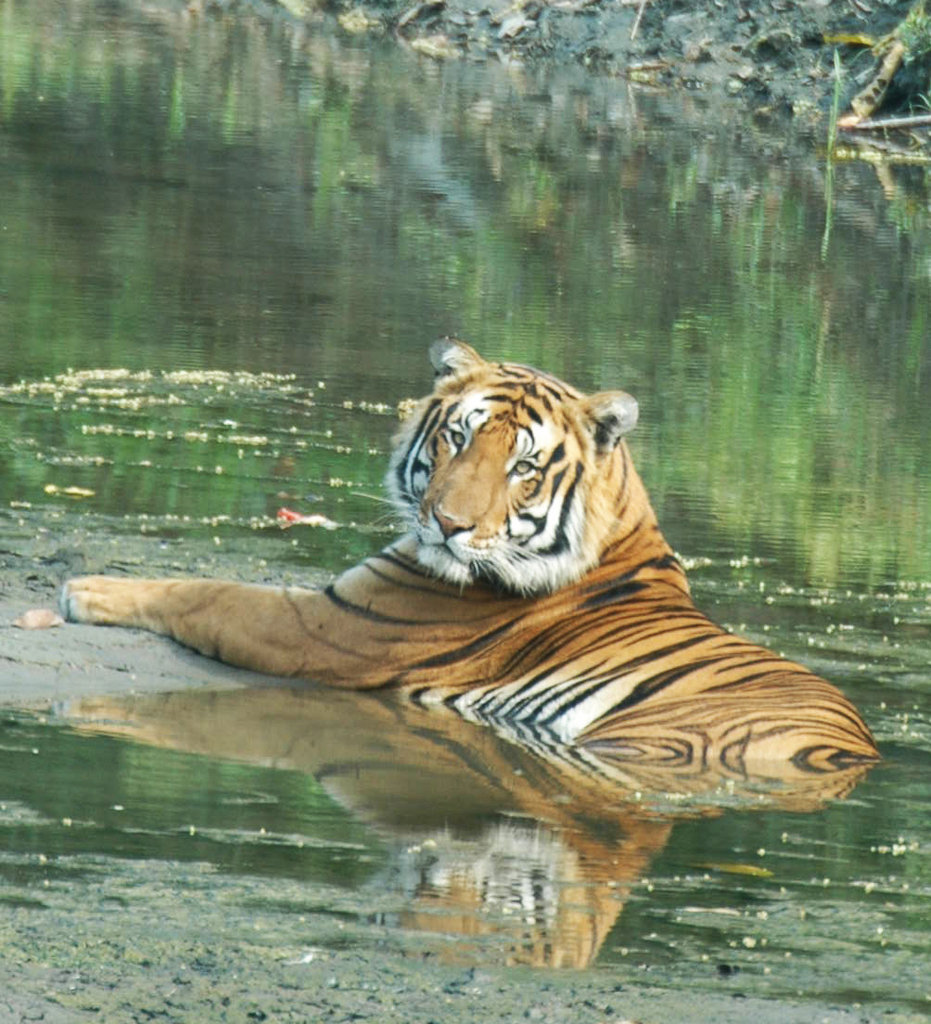 R.O.A.R. Fund - Reach.Out.Act.Respond.