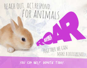 R.O.A.R. Fund - Reach.Out.Act.Respond.