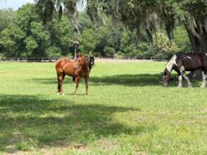 Fire's Happy Retirement Home