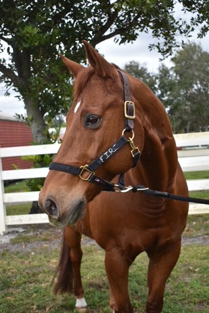 Fire's Well-Earned Retirement Journey