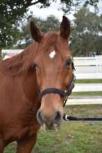 Fire's Well-Earned Retirement Journey