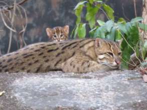 A fishing cat and her baby