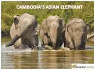 Asian Elephant educational chart