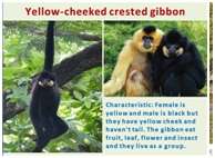 Gibbon educational chart