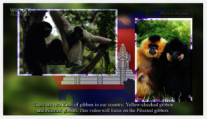 Video lesson on pileated gibbon by Kouprey Express