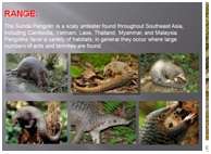 Pangolin educational chart