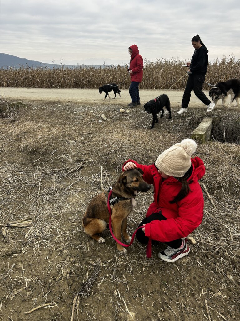 Safe Transport for Children and Rescued animals