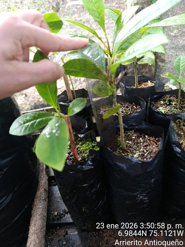Measuring the sapling leaves