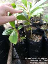 Measuring the sapling leaves