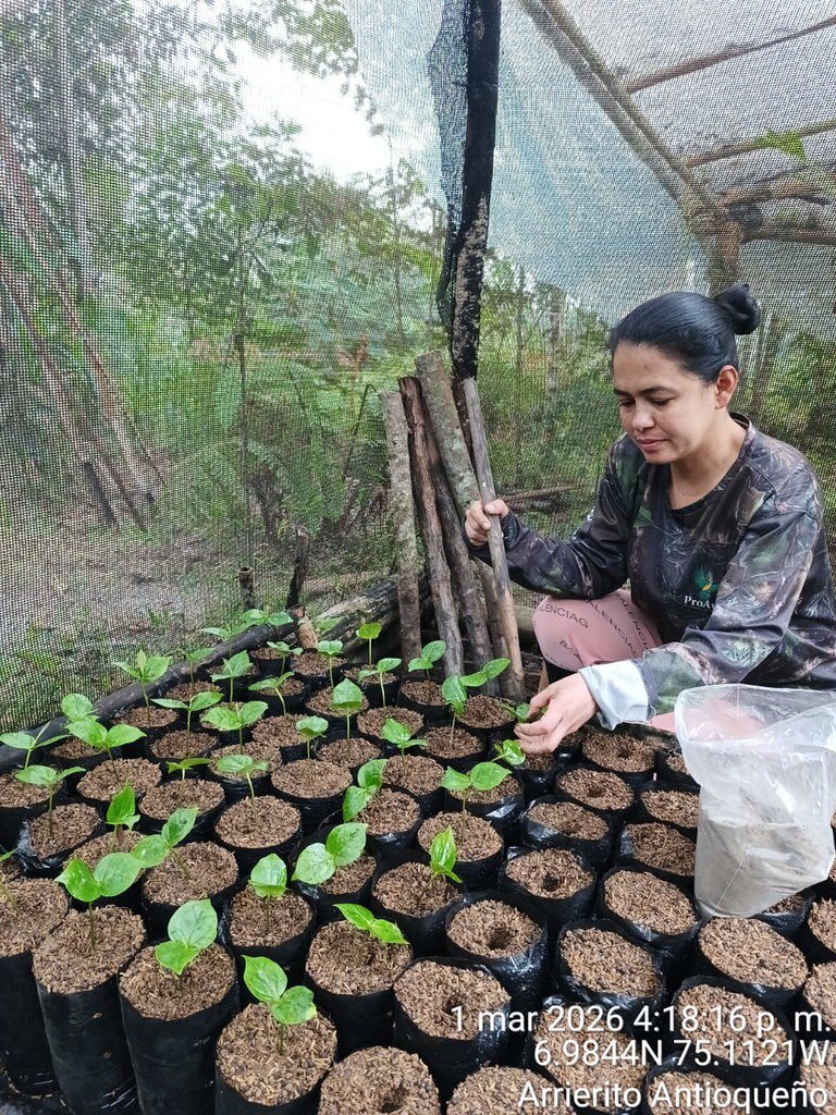 Another magnolia nursery