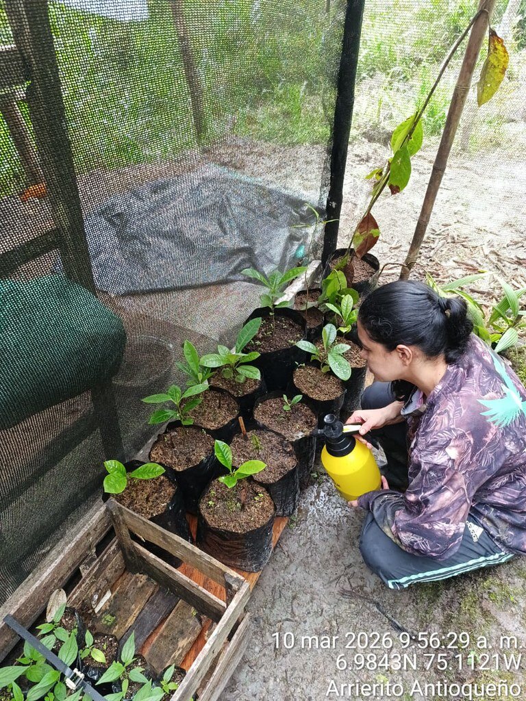Ranger caring for magnolia saplings