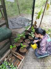 Ranger caring for magnolia saplings