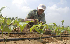 Better livelihoods for farmers