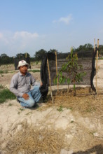 Planting cash crop trees for the community