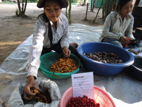 Seed preparation for re-forestation