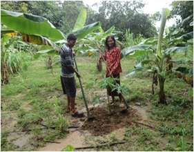 Using climate smart techniques to grow cash crops