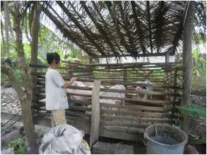 Raising Livestock