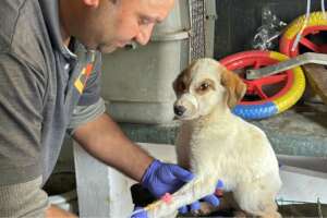 From Hurt to Healed: Give 100 Dogs a Second Chance