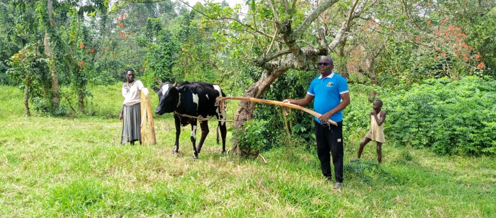PLANE Hands Over the Cow to the Mother .jpg