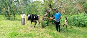 PLANE Hands Over the Cow to the Mother .jpg
