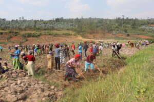 Dufatanye farmers at work
