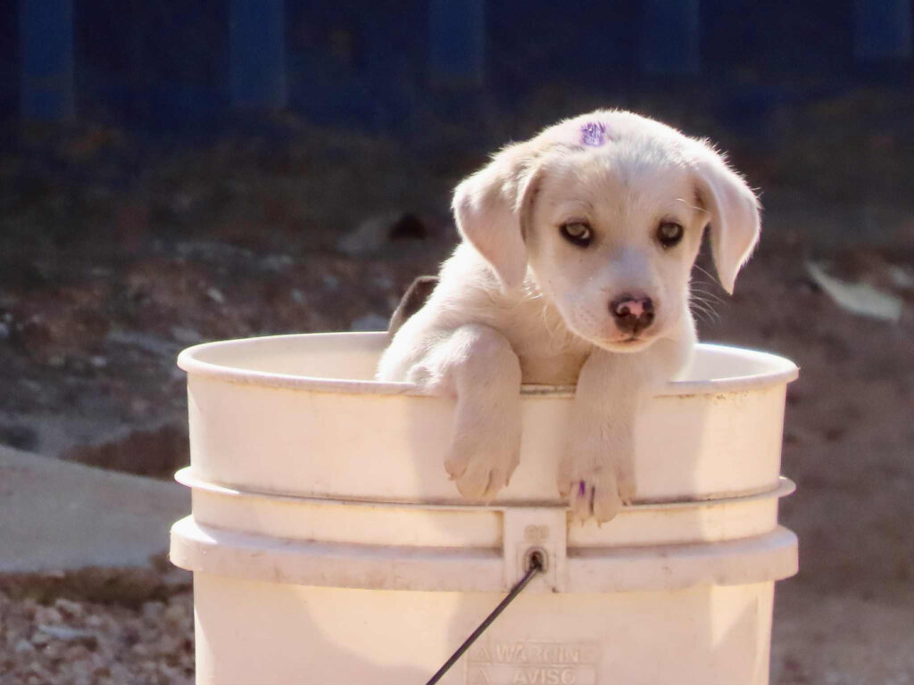 Animal ambulance service