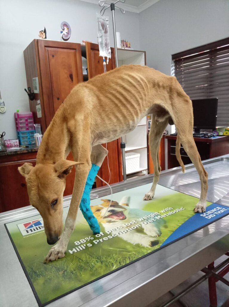 Animal ambulance service