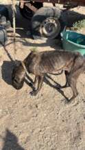 skinny dog