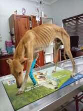 sick dog