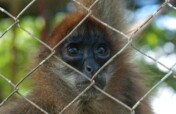 Help rescue a spider monkey