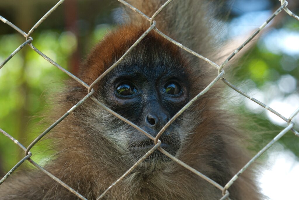 Help rescue a spider monkey