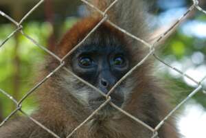 Help rescue a spider monkey