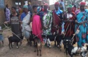 Women's goats for the future community project