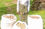 Women's potatoes empowerment project kisoro