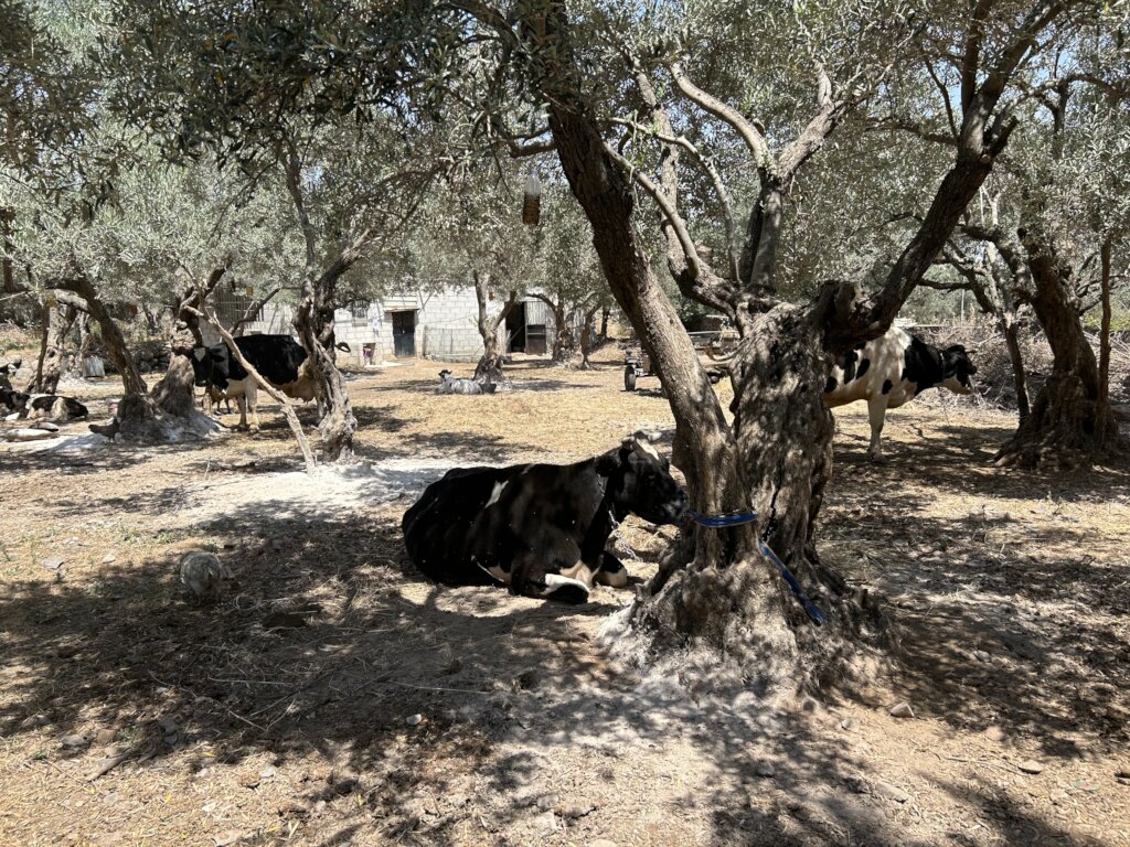 Enduring roots: replanting Christian Valley