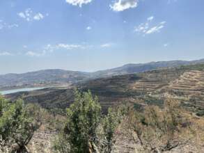 Enduring roots: replanting Christian Valley