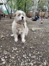 Grizzly safe in our shelter