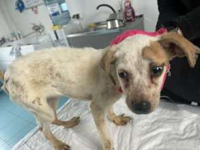 Caramela when she first arrived at our shelter...