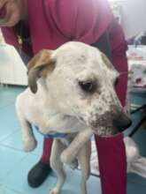 Caramela during one of her visits at the vet