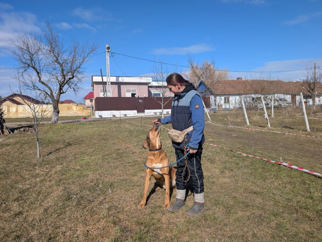 Rehabilitate 254 Traumatized Dogs in Romania