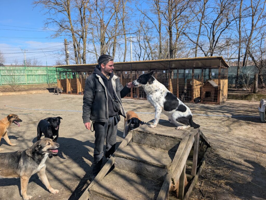 Rehabilitate 254 Traumatized Dogs in Romania