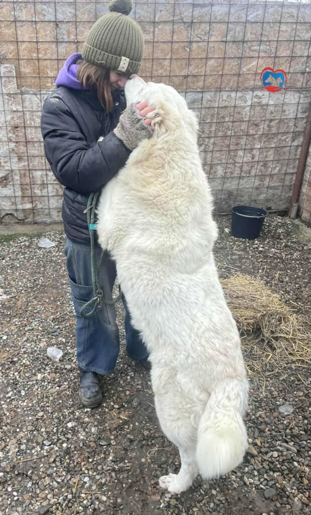 Rehabilitate 254 Traumatized Dogs in Romania