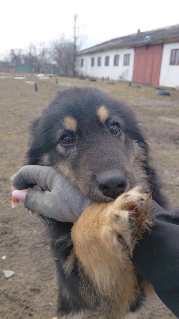 Rehabilitate 254 Traumatized Dogs in Romania