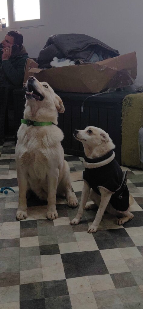 Rehabilitate 254 Traumatized Dogs in Romania