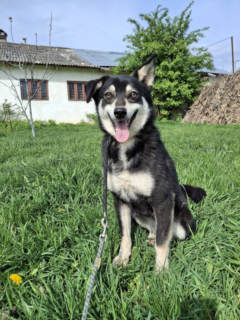 Rehabilitate 254 Traumatized Dogs for Adoption