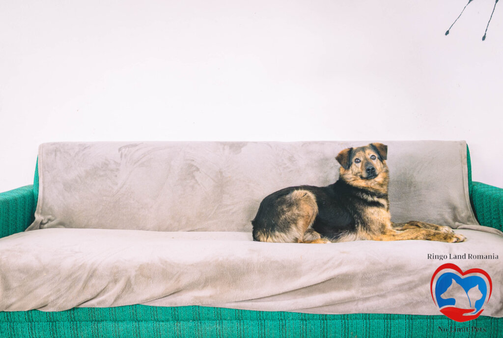 Rehabilitate 254 Traumatized Dogs for Adoption