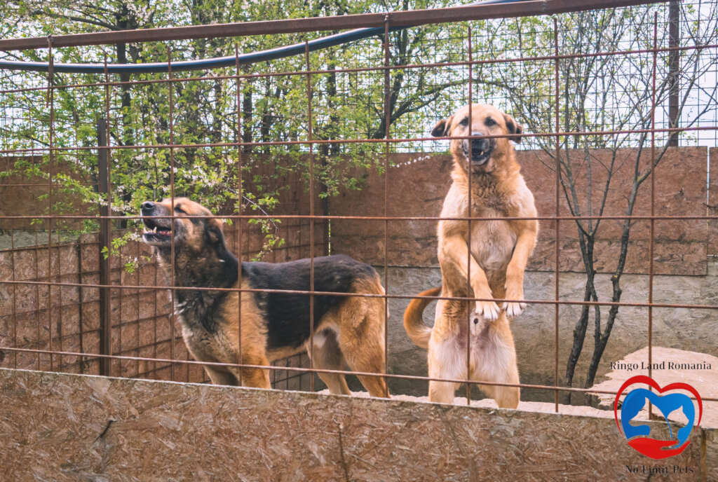 Rehabilitate 254 Traumatized Dogs for Adoption