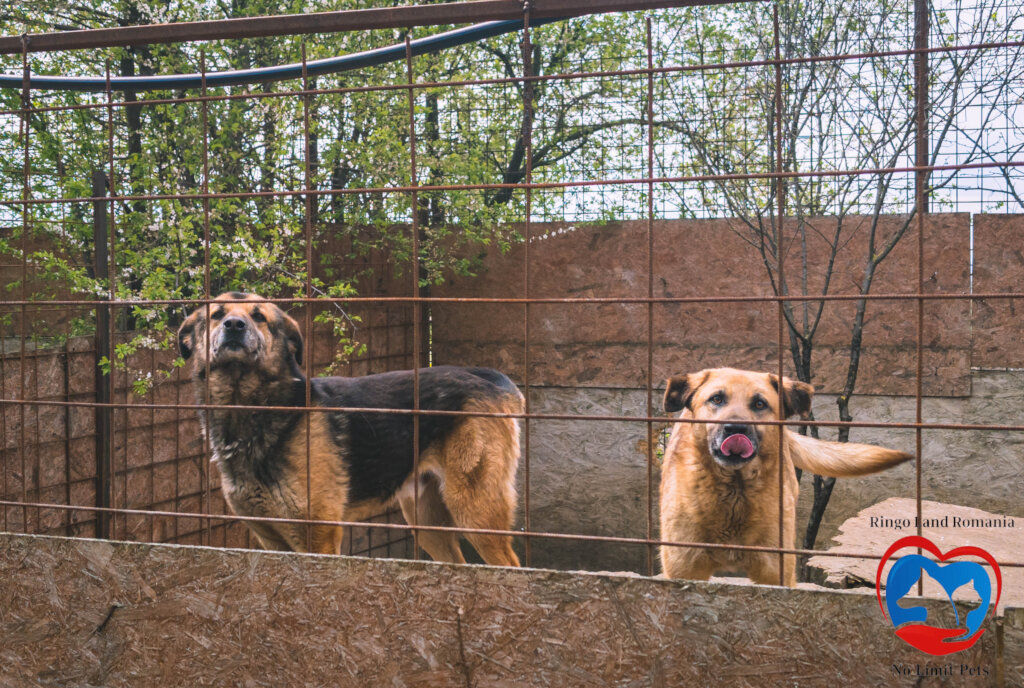Rehabilitate 254 Traumatized Dogs for Adoption