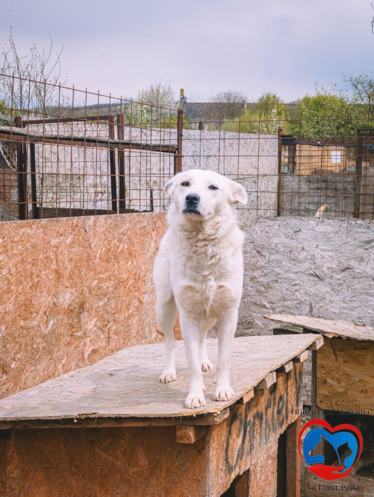Rehabilitate 254 Traumatized Dogs for Adoption